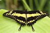 Ritterfalter Flgelbreite Foto Schmetterling gelbschwarz Flgelzeichnung hnlich Schwalbenschwanz