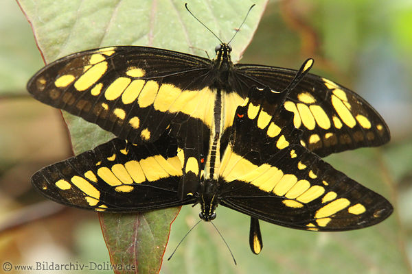 Ritterfalter Schmetterlinge Papilio thoas gelbschwarz Flgel bei Paarung