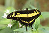 Ritterfalter Papilio thoas Photo schwarzgelb Schmetterling hnelt stark Schwalbenschwanz