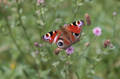 Schmetterling rtliches Falter mit 4 Augen im Farbkleid Inachis io Tagpfauenauge Naturbild