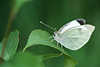 Kleiner Kohlweiling Makrobild Pieris rapae wei Falter Tierfoto Schmetterling
