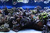 707029  Aquarium Hhlen & Korallenriffe mit Wasserpflanzen & Polypen Lebewesen in Hornskelett