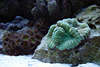 707100  Gropolypige Steinkoralle grn Polyp Lebewesen in Aquarium Riff