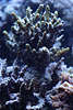 707051  Steinkoralle Acropora grn, kleinpolypige Steinkorallen Bild in Aquarium