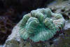 707099  Grne Koralle Gropolypige Steinkoralle Polyp Lebewesen in Aquarium wie Schwamm auf Kalkriff