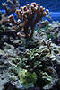 707107  Hydnopora rigida grne Steinkoralle Gewebe leuchtend grn in Bild