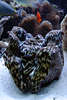 707114  Riesenmuschel Tridacna derasa Weichtier Muschel, Mrdermuschel  vor Aquarienfischen im Aquarium Foto