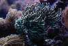 707121  Weichkoralle - Sinularia grn Bild, Koralle Nesseltier (Cnidaria), Blumentier (Anthozoa) in Aquarium