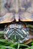 608257_ Europäische Sumpfschildkröte, Teichschildkröte mit eingezogenem Kopf unter Panzer