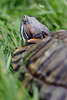 608266_ Europäische Sumpfschildkröte von hinten im Gras kriechen