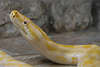 Tigerpython Riesenschlange Foto Python ungiftige Wrgeschlange gelbes Reptil