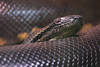 Anakonda Schlange Eunectes murinus Anaconda Photo grne Riesenschlange Bild