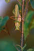 0331_Heupferd Naturbilder: Große grüne Laubheuschrecke am Baumstamm krabbeln in Abendsonne