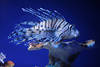 Rotfeuerfisch Profilfoto auf Riff Stachelflossen mit Gift in Blauwasser
