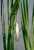 Fisch Plötze Rutilus rutilus am Hacken Angelschnur im Schilfgras hängen