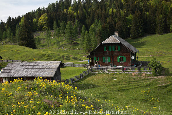 Waisacher Almwiese Frhlingsblte Foto um Berghtte in Alpenlandschaft
