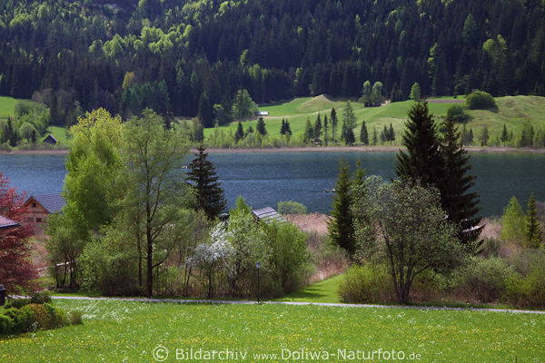 Weissensee Naturufer in Gatschach grner Frhling Wiesenblte