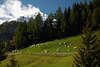 Schafe Herde saftige Almwiese Bergland Dorfertal Naturfoto vor Toinigspitze 2666 Berggipfel