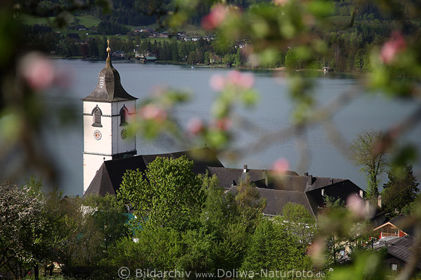 Apfelblte Frhling ber Sankt Wolfgang Kirchturm Dcher See Wasserblick