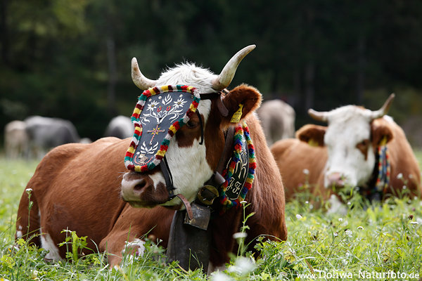 Almabtrieb Foto Vieh-Schmuck an Stirn geschmckte Khe mit Glocken um Hals