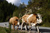 Khe Almabtrieb in Tirol Gaistal Vieh in Marsch von Bergweiden