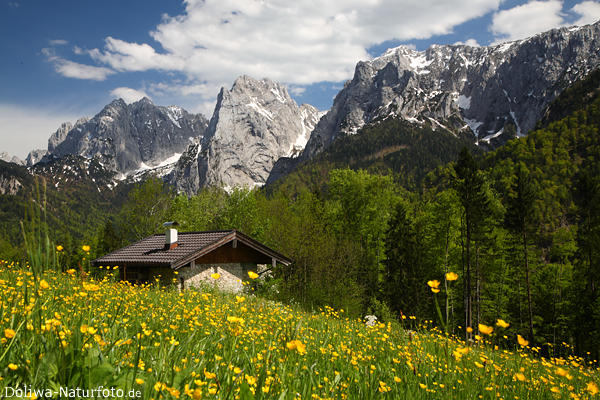 Alpen-Frhling Naturbild Berglandschaft Kaisergebirge Blumenwiese Felsengipfel Schneereste grnes Tal