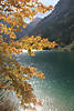 Feldahorn Bltterzweige Herbstfarben Gegenlicht-Naturfoto am Bergseeufer