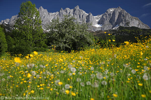Berge-Frühlingsgrün Gelbwiese vor Gipfel-Skyline Alpen-Gebirgslandschaft Naturbild