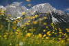 1301172_Treffauer Gipfel Landschaftsfoto hinter Alpenblumen Frühlingsblüte über Wilder Kaiser Bauernhof Bild rechts unten