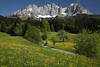Wilder Kaiser Gipfelpanorama Bergblumenwiese Frühlingsblüte Alpen-Naturfoto