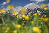 1301182_Alpenblümchen gelbe Frühlingsblüte weich unscharf vor Kaiser-Gipfel Bergfelsen Landschaftsfoto