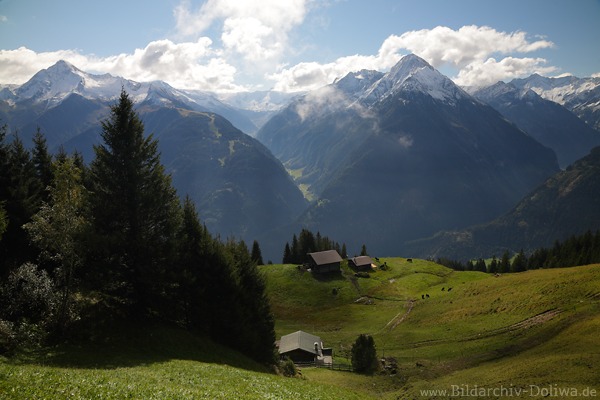 Bergweide Zillertal Alpen Schnee Gipfelblick Alm Viehhtten Grnwiese Naturfoto