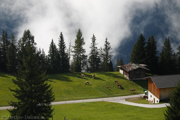 Hochalmweide Grünoase Kuhwiese Viehstall Hütte vor Nebelschwaden im Zillertal Naturbild