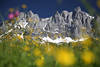 Alpenblumen Fotokunst Romantik Frühlingsblüte vor Wilderkaiser Felsen Berge Schnee Landschaft Naturbild