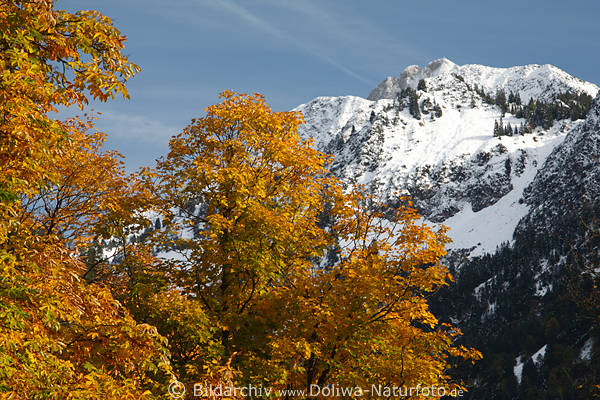 Nebelhorn Schneegipfel Allguer Alpen weiss Winter ber Goldfarben Natur in Herbst