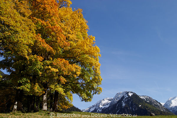 Oberallgu herbstliche Bume Alpenblick Naturfoto oberhalb Oberstdorf