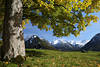 Berggipfel Winterschnee Alpenpanorama unter Baumstamm Herbstblätter Naturfoto
