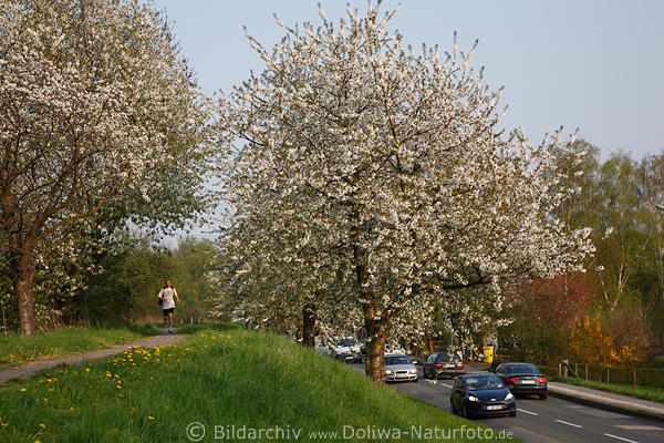 Jogger auf Deichpfad laufen in Altes Land Obstbume Frhlingsblte an Strae mit Autos