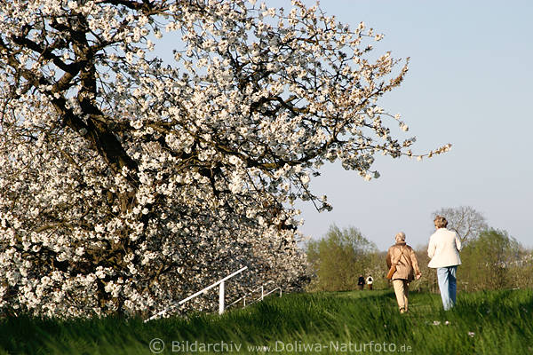 AltesLand Deichweg Obstbaumblte Paare Spaziergang in Kirschblte
