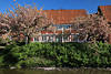 1800416_Kirschblüte am Fleetufer Jork Rothaus blühende Bäume Frühlingsbild