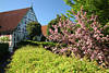 1800422_Jorkhaus Kirschblüte Frühlingsblühen in Altesland Foto am Fachwerkbau Frontspitze