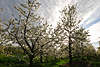 700780_Obstplantage Altesland Kirschbäume Frühlingsblüte in Sonne-Gegenlicht