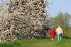 50303_ Senioren Paar Foto, spazieren im Alten Land bei Kirschblüte, Blütezeit an Este Deichpfaden
