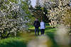 50357_Kirschblüte Spaziergang Mann & Frau auf Deichpfad AltesLand