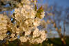 50390_ Kirschblüten in Nahfoto vor Baum im Alten Land bei Hove