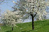 50409_Altes Land weiße Frühlingsblüte an Deichstraße Fotografie blühende Kirschbäume in Francop