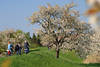 Frühlingsblüte Radfahrer auf Deichpfad radeln in Altes Land Kirschblüte