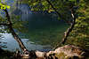 914290_Knigssee grne Oase Naturufer Bild mit Bumen in Sonne am Wasser in Alpenseelandschaft
