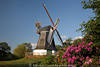 1100756_ Erdholländer Mühle Bild in Worpswede Landschaftsfoto Flügel Mühlenrumpf hinter Farbblumen