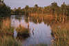 Teufelsmoor Naturfoto Moorlandschaft Naturbild Wasser Gräser Bäume in Abendlicht Stimmung